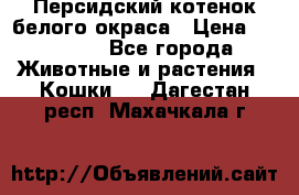 Персидский котенок белого окраса › Цена ­ 35 000 - Все города Животные и растения » Кошки   . Дагестан респ.,Махачкала г.